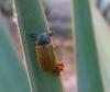 Labidostomis sp.